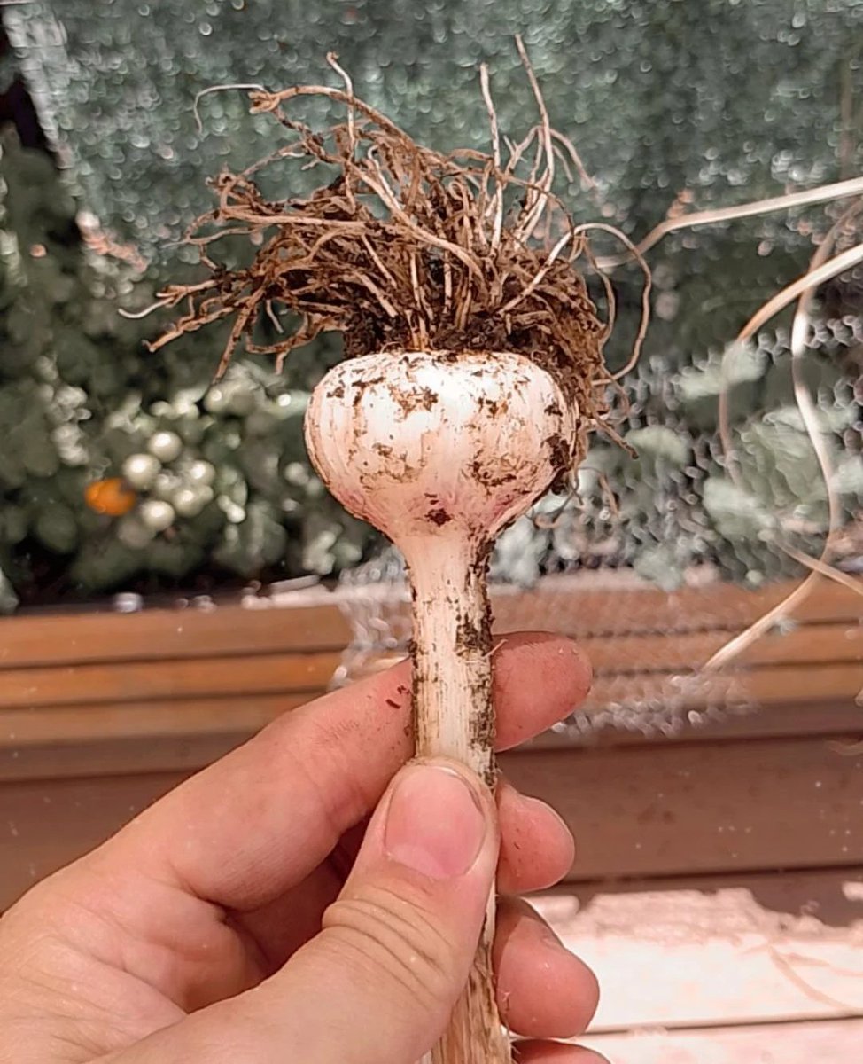 Ajo de mi corazón
Hace meses que te estaba esperando