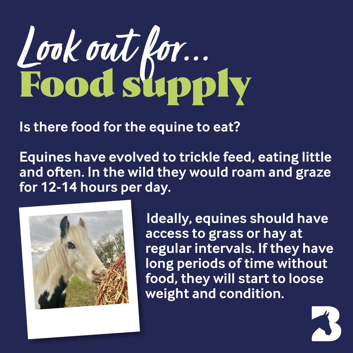 BransbyHorses's tweet photo. If you've noticed any horses, donkeys or ponies living without their basic needs, please don't hesitate to report them to us:

📞 01427 787 369 
✉️ welfare@bransbyhorses.co.uk
🔗 https://t.co/6A1bUgCRWg  

By reporting them to us, you could save a life.

#animalcharity #horses https://t.co/QGJfZF1En1