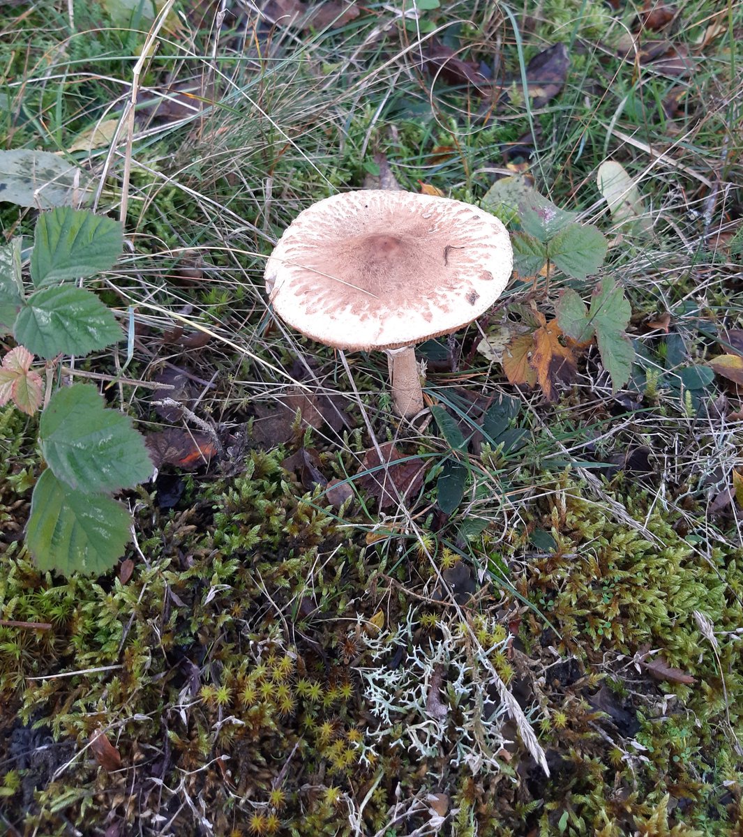MEKloppenburg's tweet photo. Prachtige wandeling gemaakt met mijn broer Ico door #meijendel #Kijfhoek en #Bierlap bij #Wassenaar. https://t.co/ll1pRZfDVG