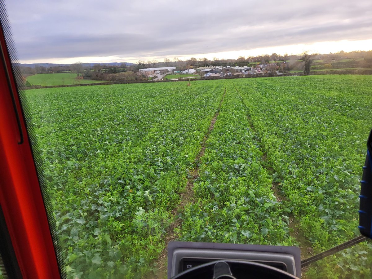 Amazing how quickly things can dry over after so much rain