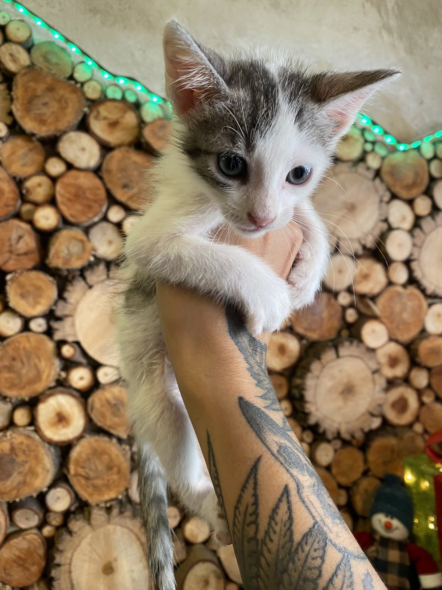 moonnoctem's tweet image. Son estos tres gatitos de 2 meses que están buscando hogar urgente. Tenemos menos de una semana para conseguirles hogar o vuelven a la calle.

Espero que puedan ayudarme. Solo personas responsables.