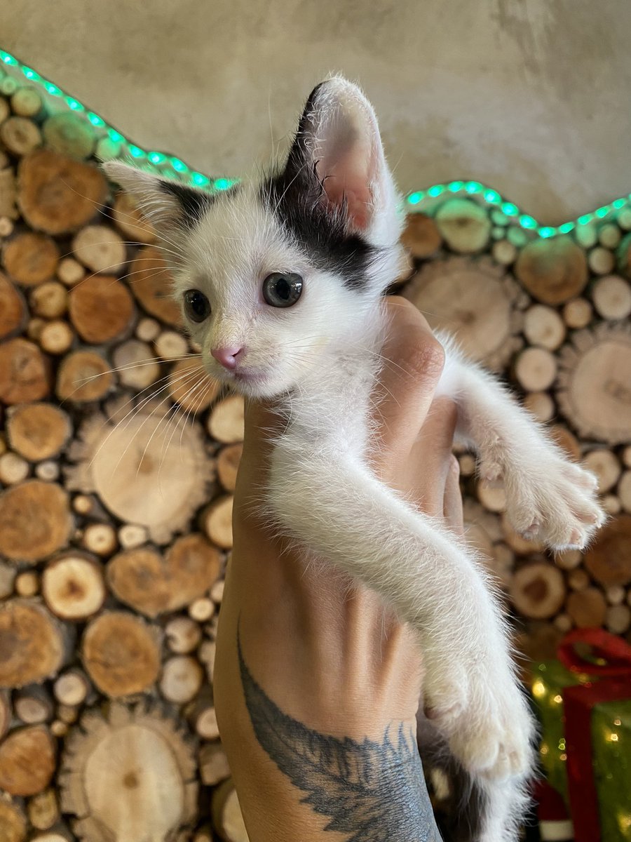 moonnoctem's tweet image. Son estos tres gatitos de 2 meses que están buscando hogar urgente. Tenemos menos de una semana para conseguirles hogar o vuelven a la calle.

Espero que puedan ayudarme. Solo personas responsables.