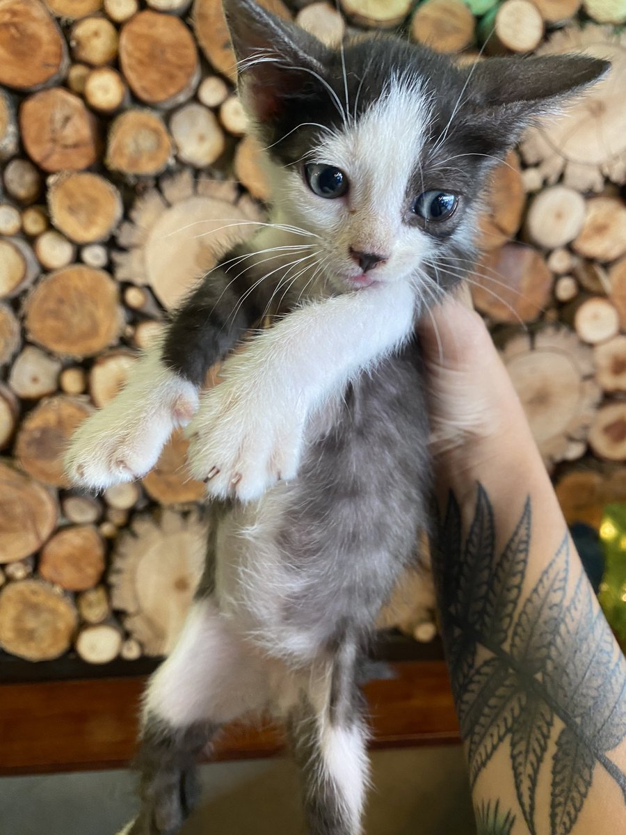 moonnoctem's tweet image. Son estos tres gatitos de 2 meses que están buscando hogar urgente. Tenemos menos de una semana para conseguirles hogar o vuelven a la calle.

Espero que puedan ayudarme. Solo personas responsables.