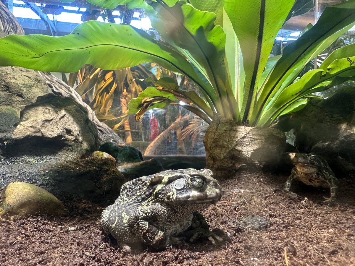 2OceansAquarium's tweet photo. Toad-ally cool! ๐ธ
Western leopard toads are very special to us at the #twooceansaquarium - they're endemic to Cape Town! ๐
#toad #westernleopardtoad #CapeTown https://t.co/i4QdxKy6En
