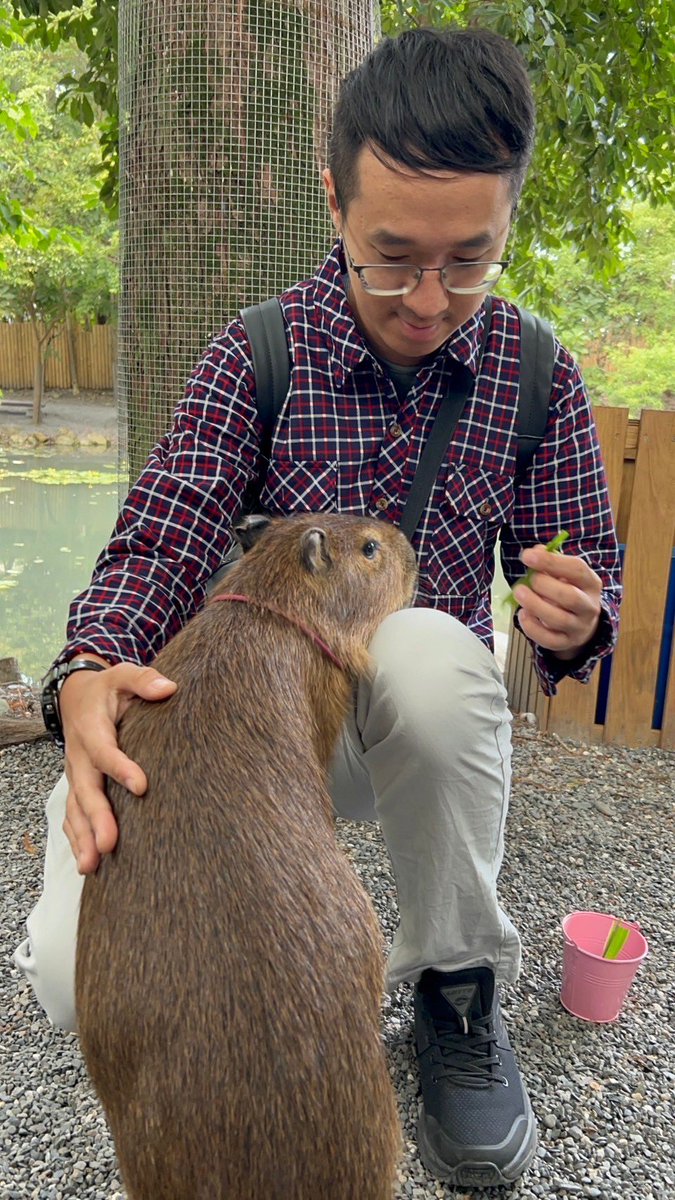 andyshenzz's tweet photo. 水豚蠻好摸的🤣 https://t.co/t6Px1rwQva