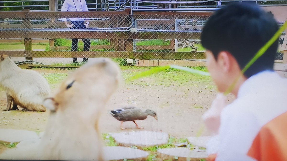 LawKatsumi's tweet photo. Que lindos los capibaras 😭😭😭❤️ quiero uno 😩 #VIPOnlyEP1 #VIPOnly https://t.co/7AHjY4YtOb