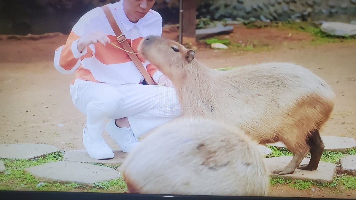 LawKatsumi's tweet photo. Que lindos los capibaras 😭😭😭❤️ quiero uno 😩 #VIPOnlyEP1 #VIPOnly https://t.co/7AHjY4YtOb