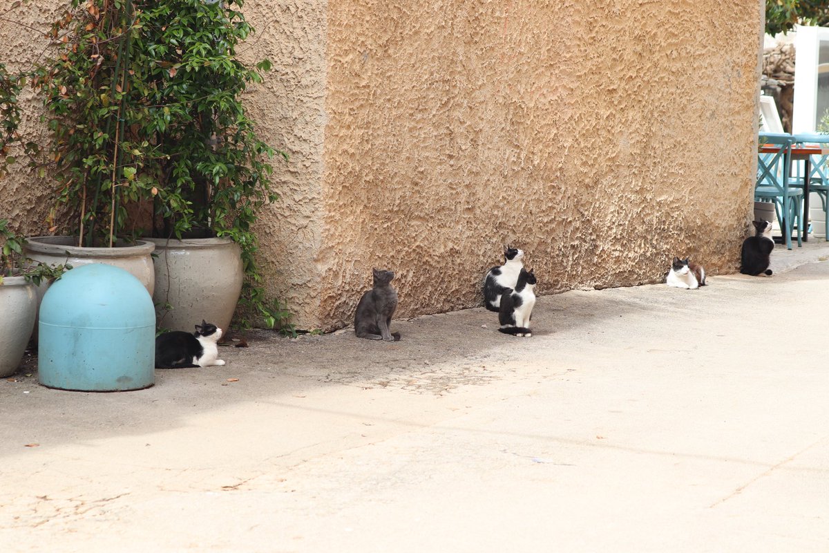 Straßenkatzen in Vrsar. Warten auf die Futterfrau. :)