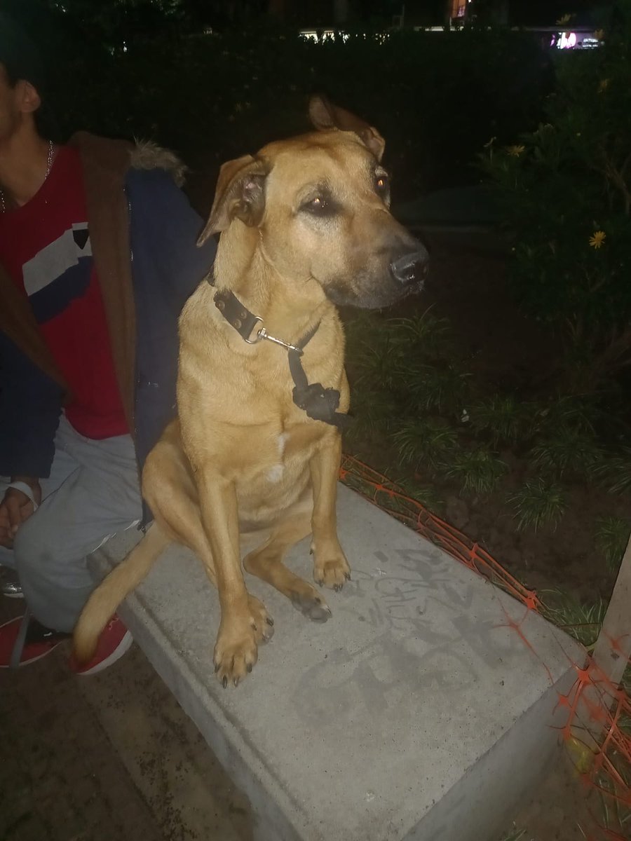 Urgente
Esta muy triste
Perrita encontrada en el cid campeador.muy triste
+54 9 11 3100-8485