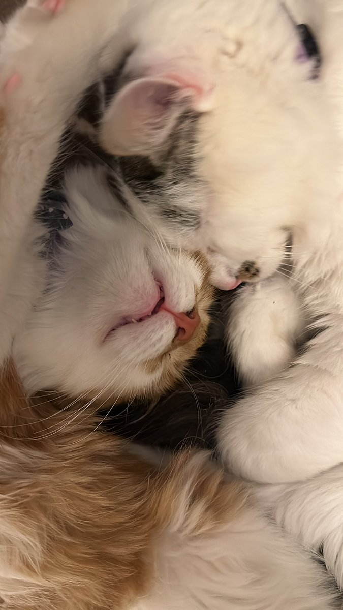 CrittersofH's tweet photo. Buzz and Fluffster being cute! @DinahLewisTayl1 #CatsOfTwitter #Caturday #meow #purr #ittybittybuzz #adoptdontshop #Caturdayeve  #whiskerswednesday  #kittens #catnap #buzz #KittenLove #fluffster #tongueouttuesday #grooming https://t.co/yiTHRo3thc