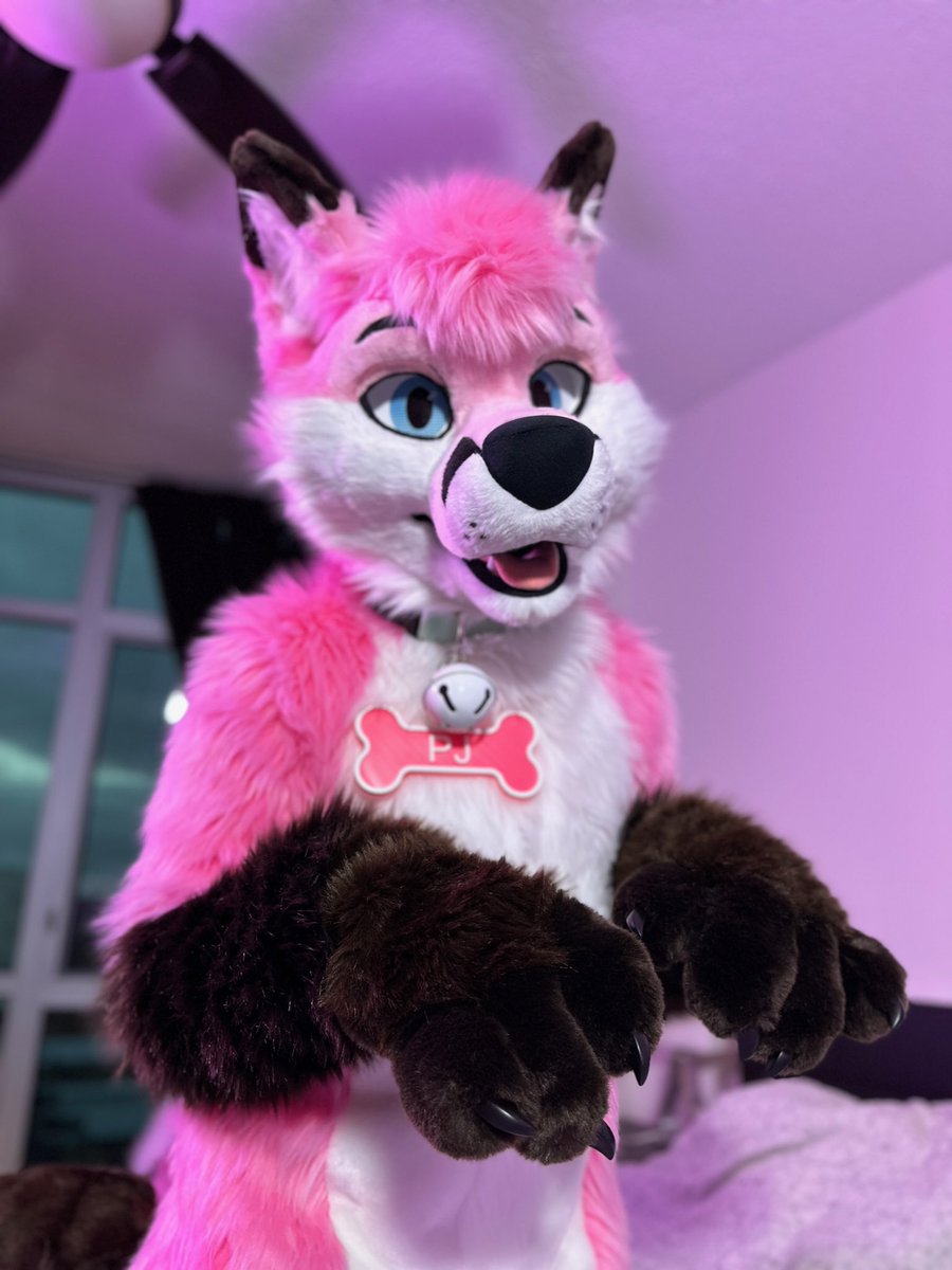 On the hunt for snacks and treats. 🦊

Come say hello to this fox at MFF! He will be there from Wed - Mon. #FurFest #FursuitFriday 

📸 by <a href="/DDogx2/">DoubleDog</a>