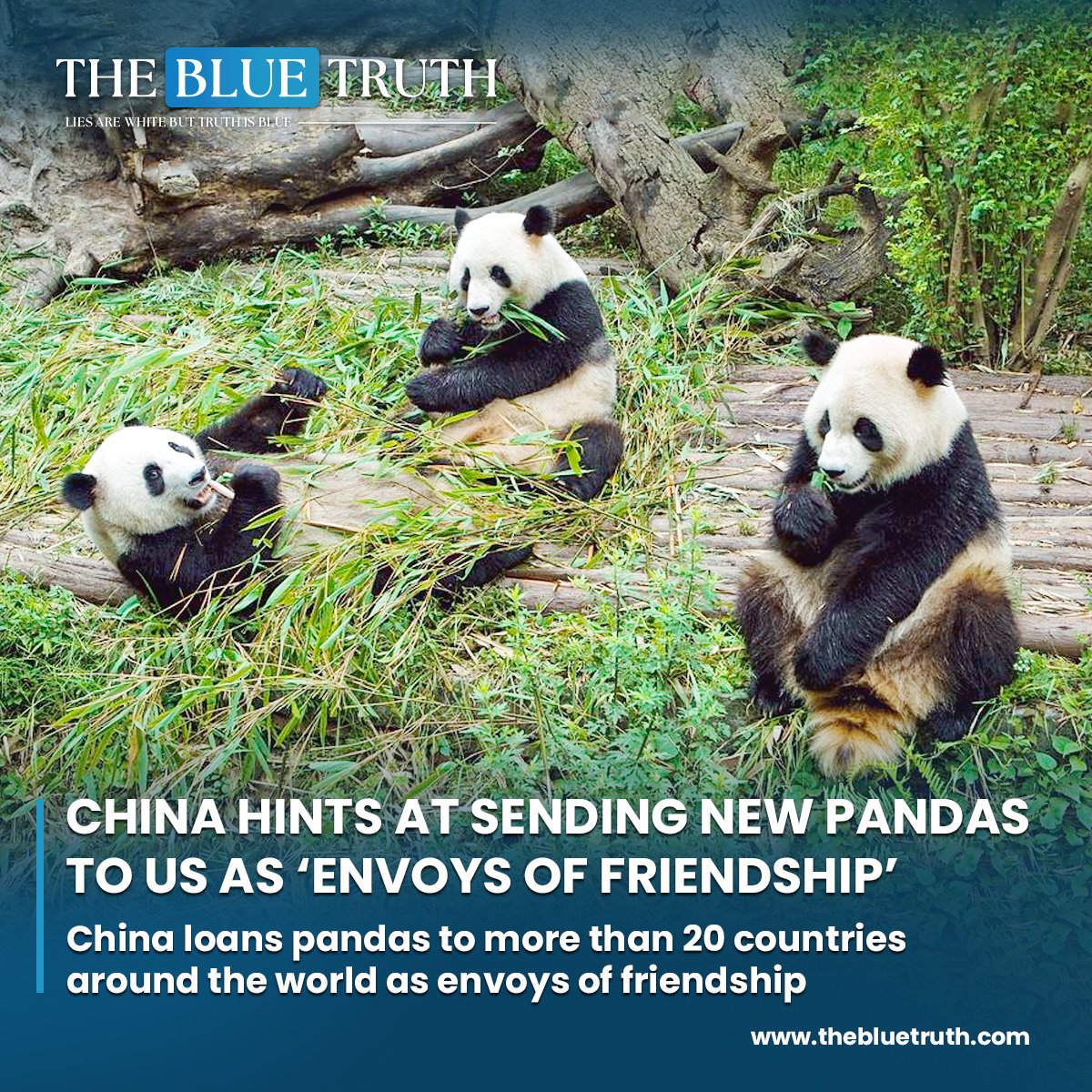 China hints at sending new pandas to US as ‘envoys of friendship’.
China loans pandas to more than 20 countries around the world as envoys of friendship

 #PandaDiplomacy #ChinaUSRelations #EnvoysOfFriendship #XiJinping #JoeBiden #SanDiegoZoo #ChinesePandas #TBT #TheBlueTruth