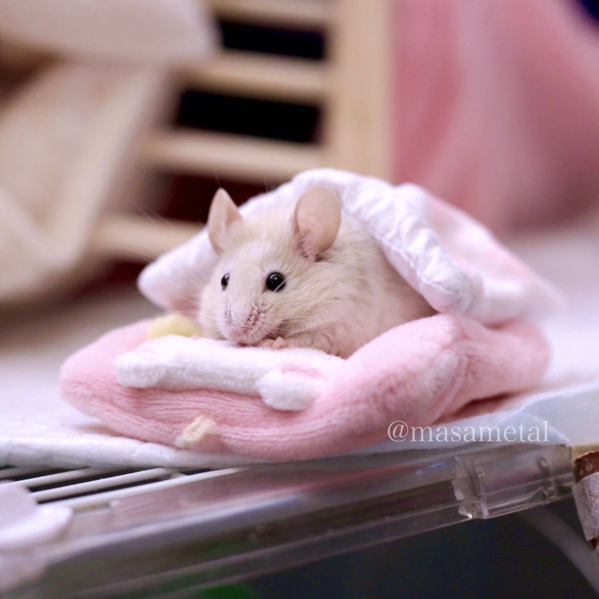 masametal's tweet photo. お布団大好きトッポくん✨

#ハツカネズミ #mouse 
#お空のトッ��くん https://t.co/Yy4SwukcSd