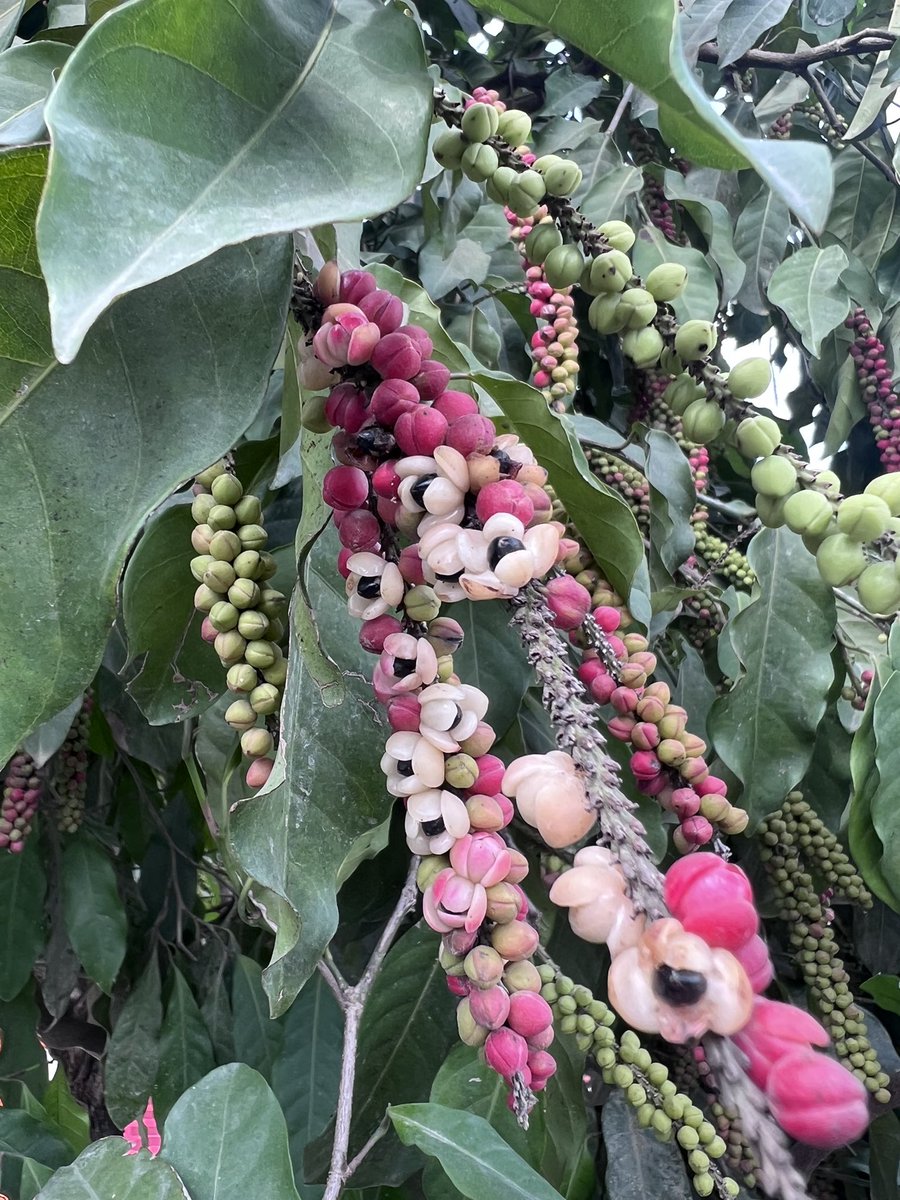 Maiz tostado, maizcocho (Coccoloba acuminata)

Esta especie nativa se distribuye desde Mexico a Bolivia. En Colombia se encuentra en los deporte de Antioquia, Bolivar, Cauca, Cesar, Chocó, Guajira, Magdalena, Meta y Tolima, y es común verla en el arbolado urbano del Caribe.