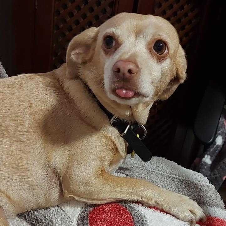 SosAbuelos1's tweet photo. #Cádiz
Dicen que el 7 es el número de la suerte... yo tengo 7 añitos y peso 7 Kg... a ver si eso me ayuda 😊.
Me llamo #CHISPI, mi historia no es la de una perrita abandonada o maltratada, ¡qué va!, todo lo contrario. He sido muy querida ¡¡y lo sigo siendo!! Pero ahora mi futuro y mi vida tienen que cambiar...
Mi mami es viejita, se va para una residencia y desgraciadamente para las dos tenemos que decirnos adiós aquí.
Ella está muy preocupada por mí, quiere dejarme en las mejores manos.
Os pide que, por favor, difundáis mi caso, mientras más personas me vean y sepan que existo, más oportunidades tendré de que mi futuro se solucione.
Estos son los contactos de las personas que gestionarían mi adopción:
Pepa: 676 847 071 // María: 673 440 905