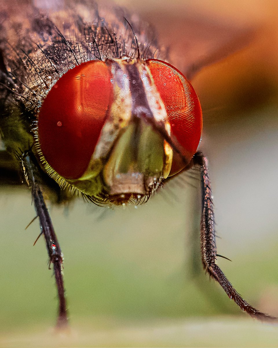 Macro photography - House Fly #Macrophotography #canonphotography #CanonIndia #Natgeoindia