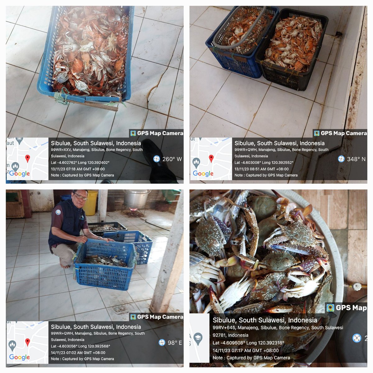 MSyafruddin15's tweet photo. Sabtu(24/11/23), M.Syafruddin, Luhkan Kab. Bone, di KUB. Sipakaenre, Buana laut, Sempurna Ds Manajeng, melaporkan tangkapan Rajungan, bubu/pukat, Malam/pagi, sebanyak 400 kg, harga Jual 60000/kg #GiatLuhkanSatminkalMaros#Bone#Tangkap https://t.co/UfR2qijjEv
