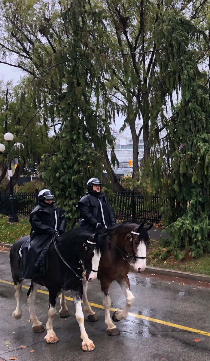 TPSMounted's tweet photo. Rain or shine…. #policehorse #mounted #chiily #patrol https://t.co/XtGY8GMoIZ