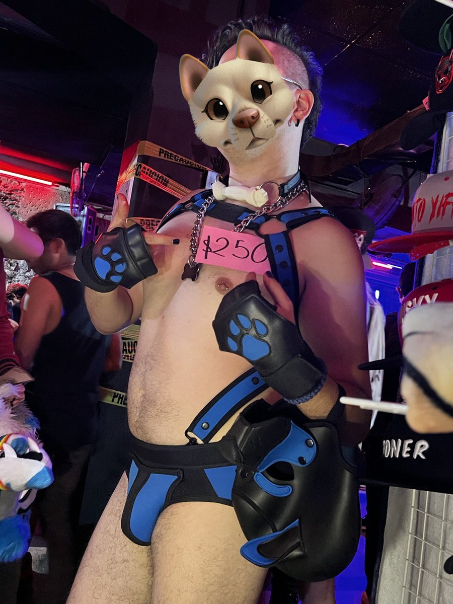 NoisePupAD's tweet photo. QRT this with a pic of you in a harness💙🦴🥎 https://t.co/iBvJyw1z1G