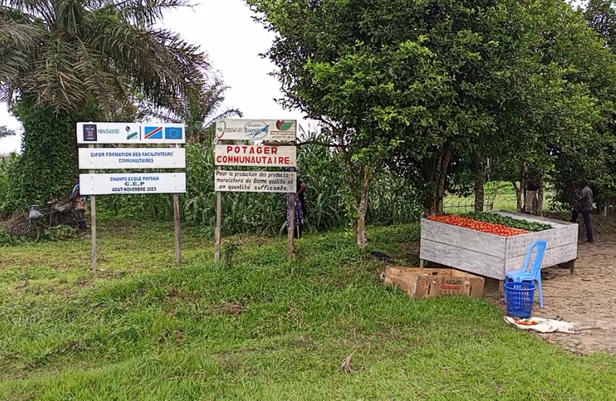 Tshopo. Kisangani, ferme Momboto, 24 nov 2023. Après 2 mois de formation organisée par le CIFOR-ICRAF, une trentaine de cultivateurs reçoit des brevets lors d’une cérémonie présidée par P. V. Assumani, ministre chargé de l’agriculture et environnement.