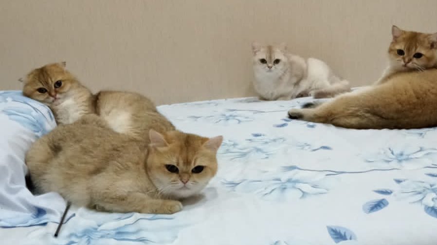 nastarcheesecat's tweet photo. seminggu ini mba jarang di rumah. super kangen sama anak-anak 😭 untung ada laporan dari mba yang jaga anak2 🥰 https://t.co/ESjZ7LxyZ5