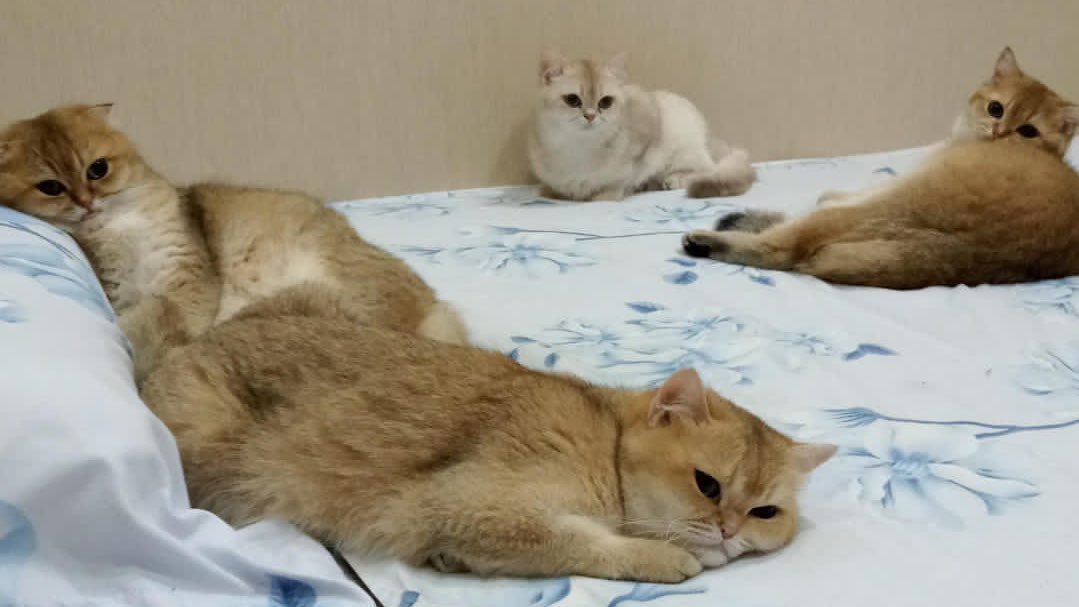 nastarcheesecat's tweet photo. seminggu ini mba jarang di rumah. super kangen sama anak-anak 😭 untung ada laporan dari mba yang jaga anak2 🥰 https://t.co/ESjZ7LxyZ5