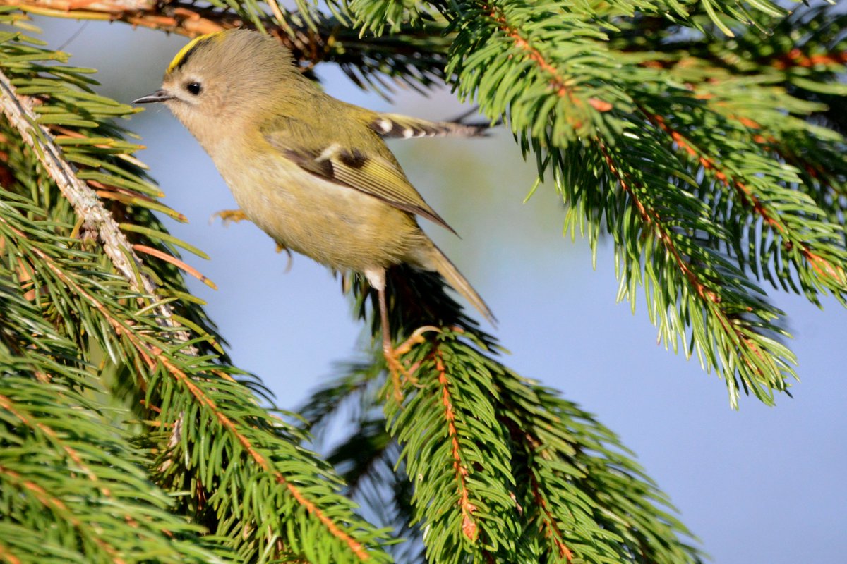 PeterBlanche23's tweet photo. Lots of Goldcrests about at Sandwich Bay this morning. enjoying the Sun. https://t.co/ZWXZqdqCPH