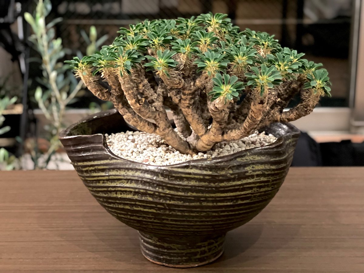 boolean_iwata's tweet image. Euphorbia gullaumniana