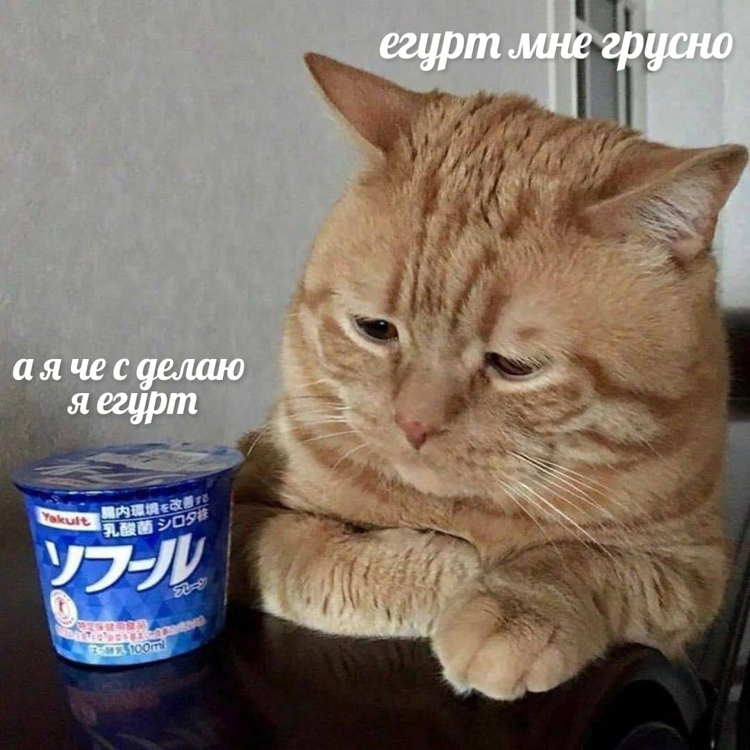 RussianMemesLtd's tweet photo. jogurt I'm sad

and what can I do
I'm jogurt https://t.co/8kAjdDGYwL