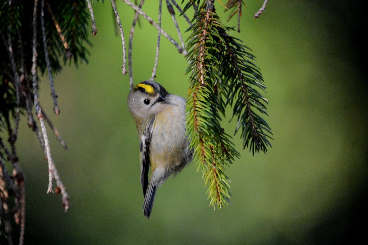 PeterBlanche23's tweet photo. Lots of Goldcrests about at Sandwich Bay this morning. enjoying the Sun. https://t.co/ZWXZqdqCPH