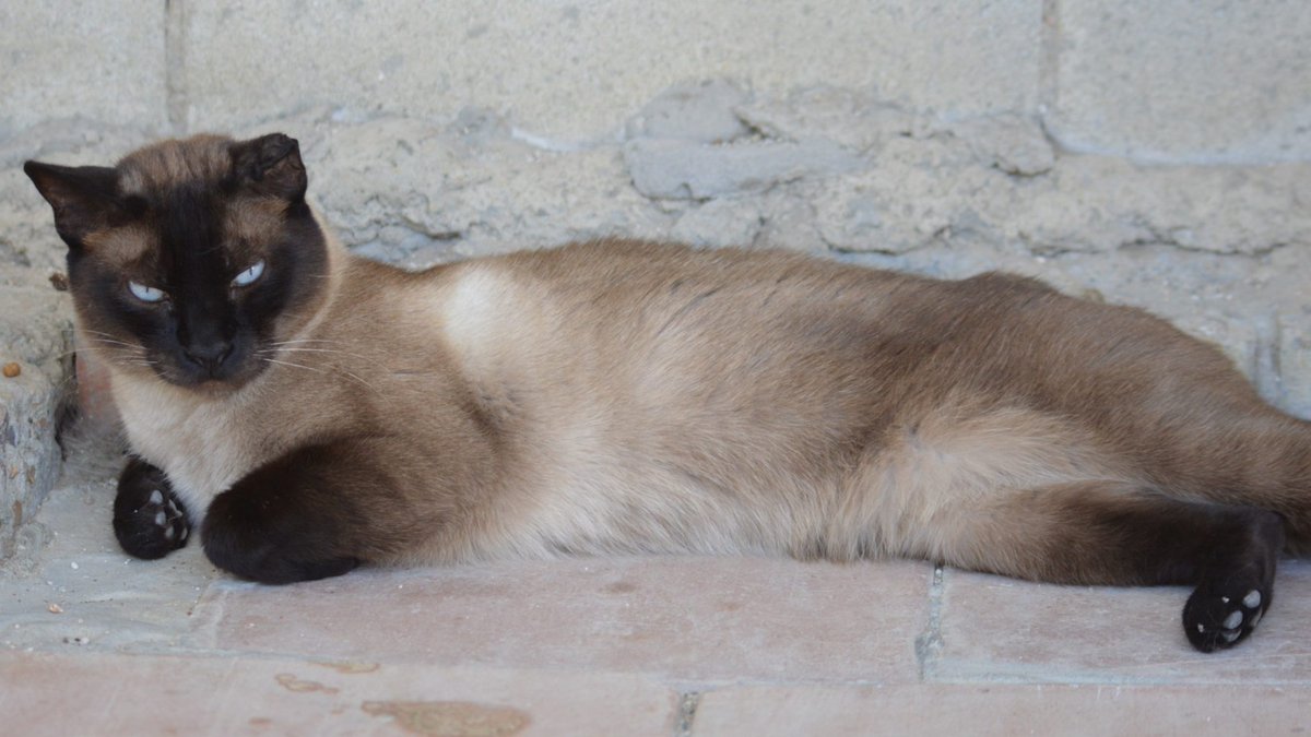 #Sevilla 
#AITOR sigue sin tener suerte 😔. 
Es un gatito de 8 años nada más con mucha vitalidad. Tranquilo a la par que cariñoso.

Es sociable con los otros gatos, aunque es más independiente, él prefiere ir a su rollo.

Nada nos haría más felices que poder ver a nuestro Aitor