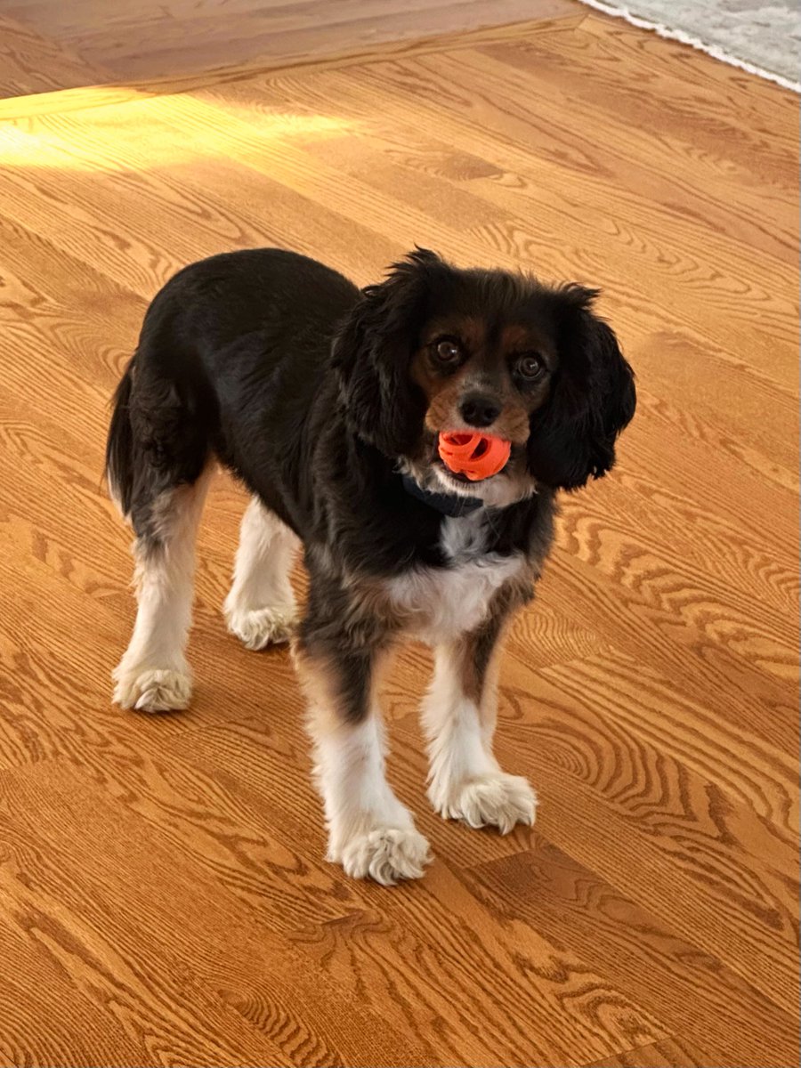 little doofus keeps putting his ball in front of the baby and then looking at me like What Is Wrong With This One. Why Does She Not Throw.