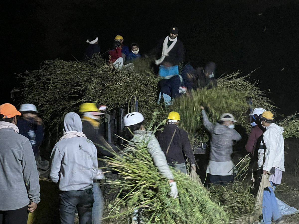 SigmaSixQV's tweet photo. Fun working together and living a farmer’s life for a few hours everyday. Completing today’s fieldwork at #Dayalbagh fields harvesting Cluster beans (ग्वार). A community meeting and exceeding agri-fields targets everyday. Night can wait! https://t.co/2LUfSRnLrw
