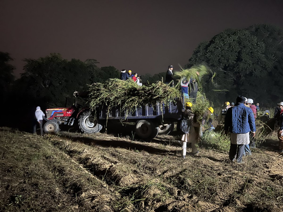 SigmaSixQV's tweet photo. Fun working together and living a farmer’s life for a few hours everyday. Completing today’s fieldwork at #Dayalbagh fields harvesting Cluster beans (ग्वार). A community meeting and exceeding agri-fields targets everyday. Night can wait! https://t.co/2LUfSRnLrw