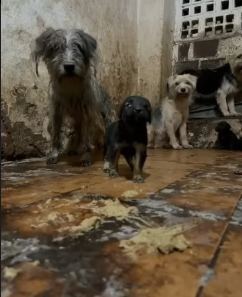 recifeordinario's tweet photo. 🚨AJUDE!!!!

Esses cães e gatos perderam há alguns dias as duas pessoas que lhes deram amor, cuidado e proteção.
Duas tutoras idosas vieram a falecer essa semana.

O ativista Douglas Brito precisa de sua ajuda antes q eles comecem a adoecer ou até mesmo se comerem quando a fome chegar.

Doações P!X: 81999339617 opção celular - Caixa
Econômica Federal. Lembrando que todos os animais estão para adoção!!!!