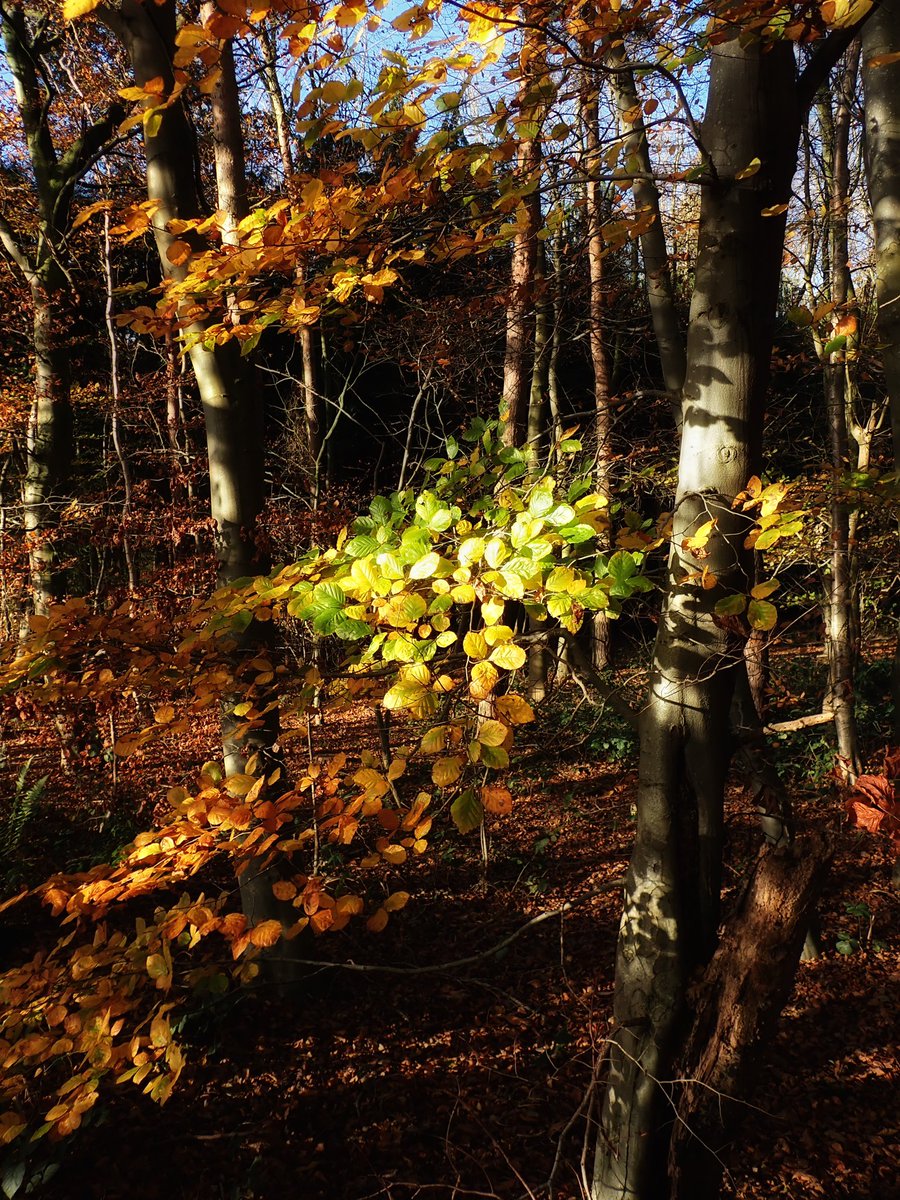 Gtaylor15Graham's tweet photo. At last some proper cold weather this morning. Frost and bright blue skies. Beech tree colours in Legsby woods were simply stunning. #autumn #lincolnshire #omsystem #olympusphotography https://t.co/ewPZFeTEBy