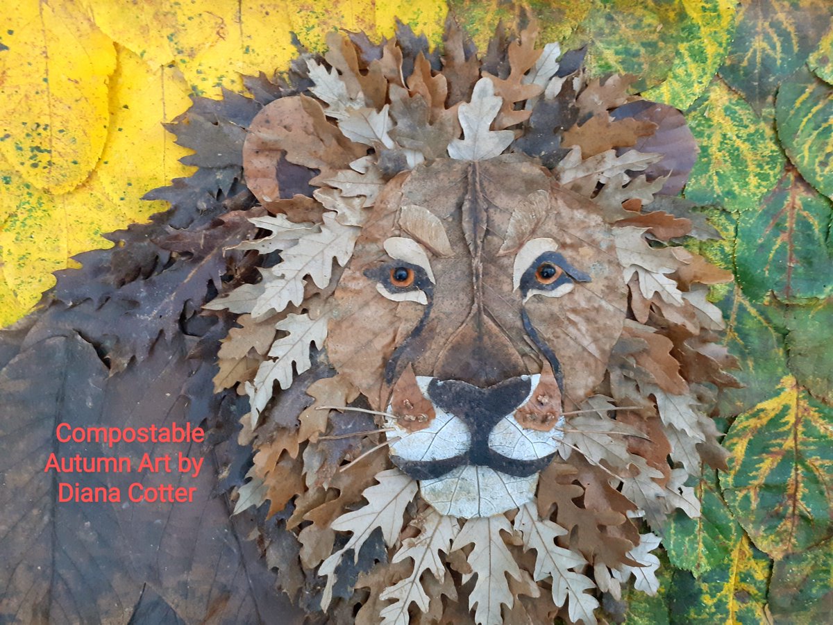 The Turkey Oak (Quercus cerris) leaves reminded me of a Lions mane, so I had to give it a go! #CompostableAutumnArt African Lion made entirely from fallen leaves, seedheads and berries. 🦁🍂🍁🍂