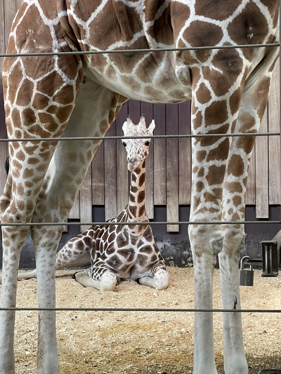 Did our Black Friday zoo visit. Always the perfect day to go. Nice and cool, no crowds and time together with @Javelin2156 and the kids. #MKEzoo