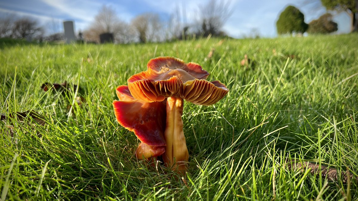 thenewgalaxy's tweet photo. 25/11/23 Cumbria - There are many great finds to be had on the cropped grasslands of the South Lakes, such as these magnificent Crimson #Waxcaps (Hygrocybe punicea). Usually the largest waxcaps you’ll come across! #cheg #fungi https://t.co/iZwubb17QV