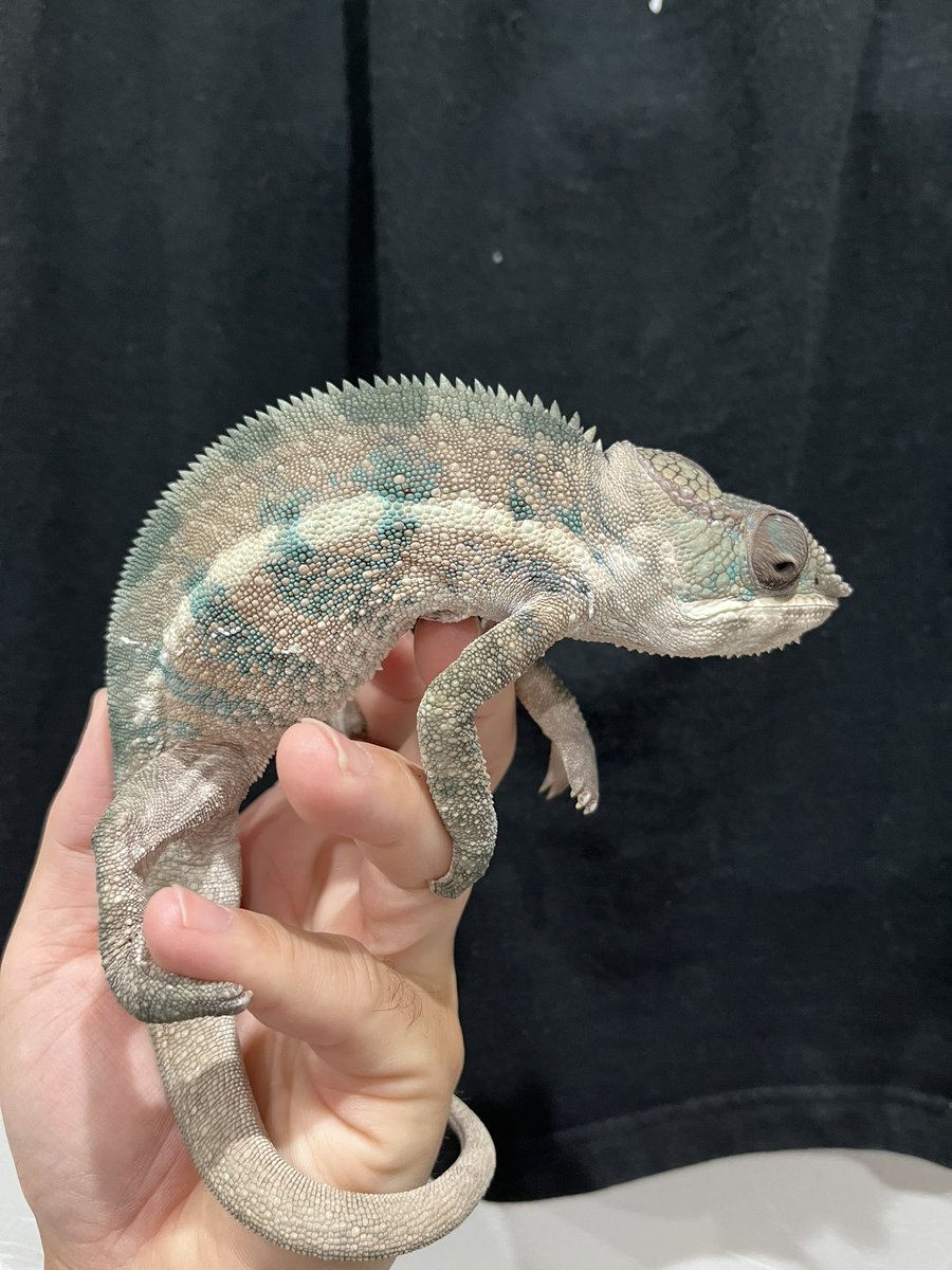 tsuka5454animal's tweet photo. AMにアクバス行きます!
会場いらっしゃる方、お会いできたらよろしくお願いします😃
あんたさ、赤いバンドどこに行ったの?本当おもしろいね〜
#capest https://t.co/gTj7j9SNH3
