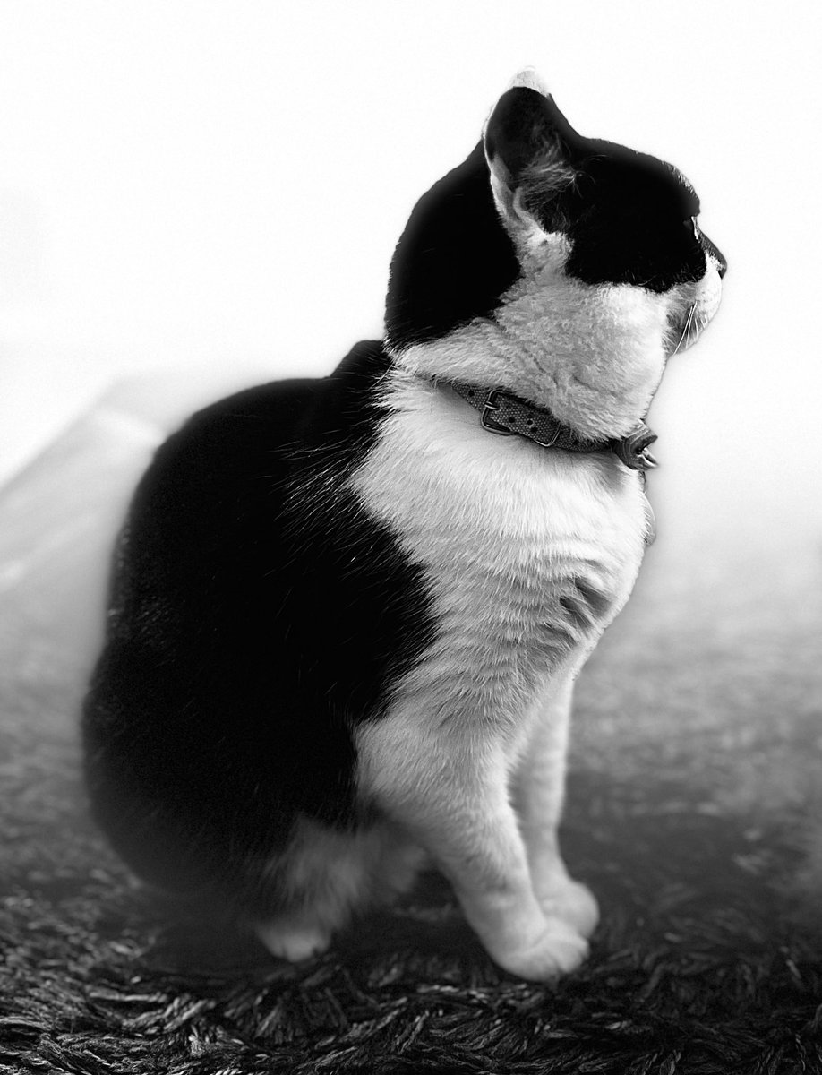 My special boy :) #CatsAreFamily #CatsOfTwitter