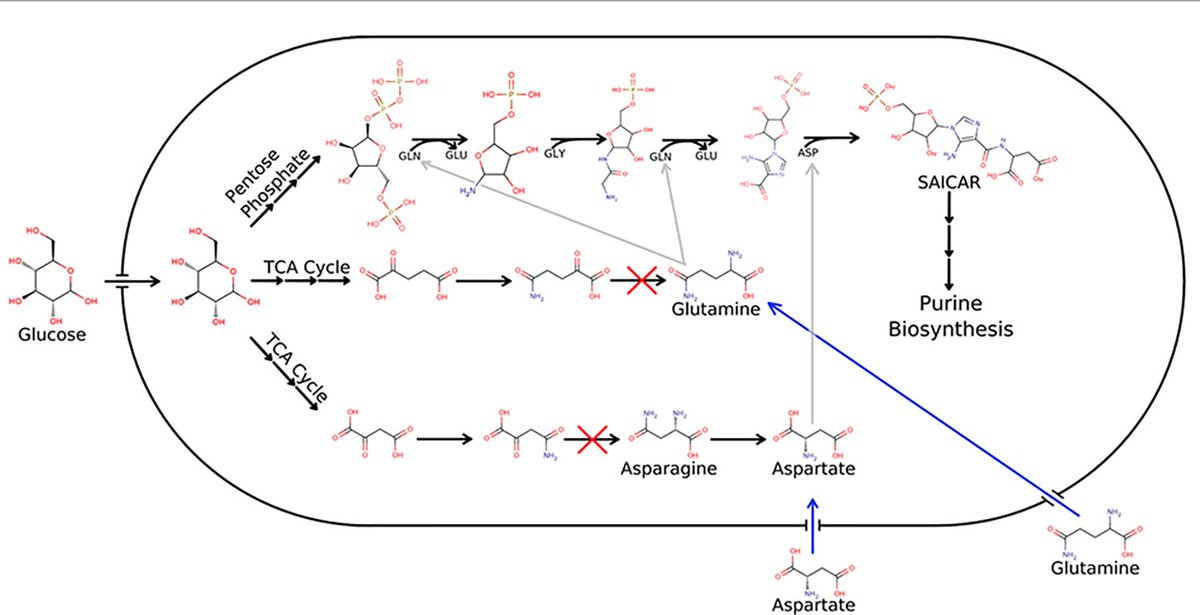 Researchers from @UCSanDiego share insights on genome-scale metabolic modeling of the human gut bacterium Bacteroides fragilis strain 638R in this recent study: plos.io/3QMkPi3