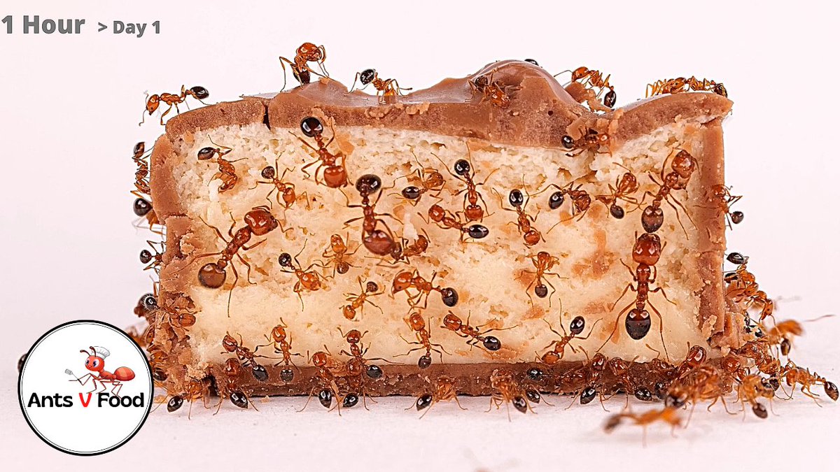 AntsVFood's tweet photo. Time Lapse Fire Ants Eating Milky Way #antstimelapse #antcolony #antseating https://t.co/mJ8VtTVgxt