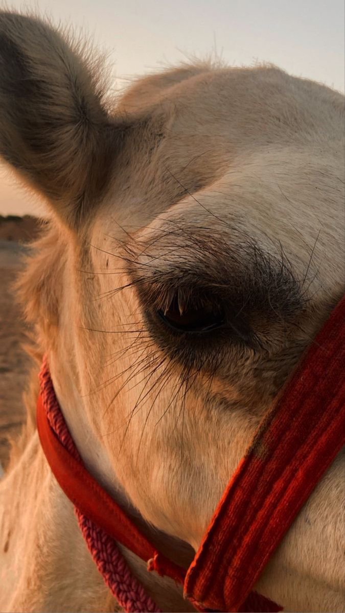 The Nature Sound tweet media