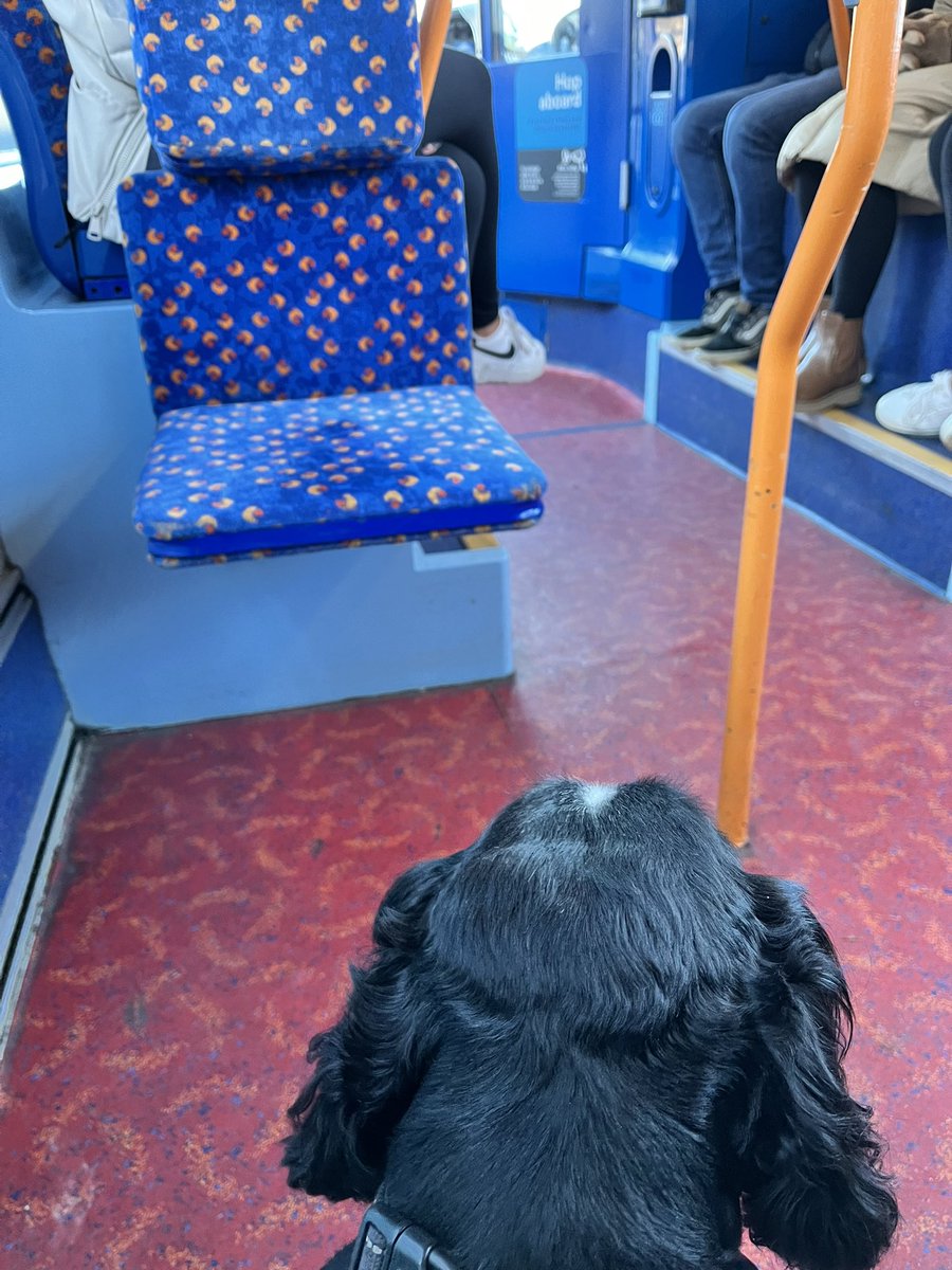 I’m sure this is the general’s first bus ride and my first park&ride. The first driver was ‘all about the dog’, the next one wasn’t so fussed. Young girl called him gross too. I thought he was very well behaved and not gross at all. @WinchesterCity #parkandride great service 👍