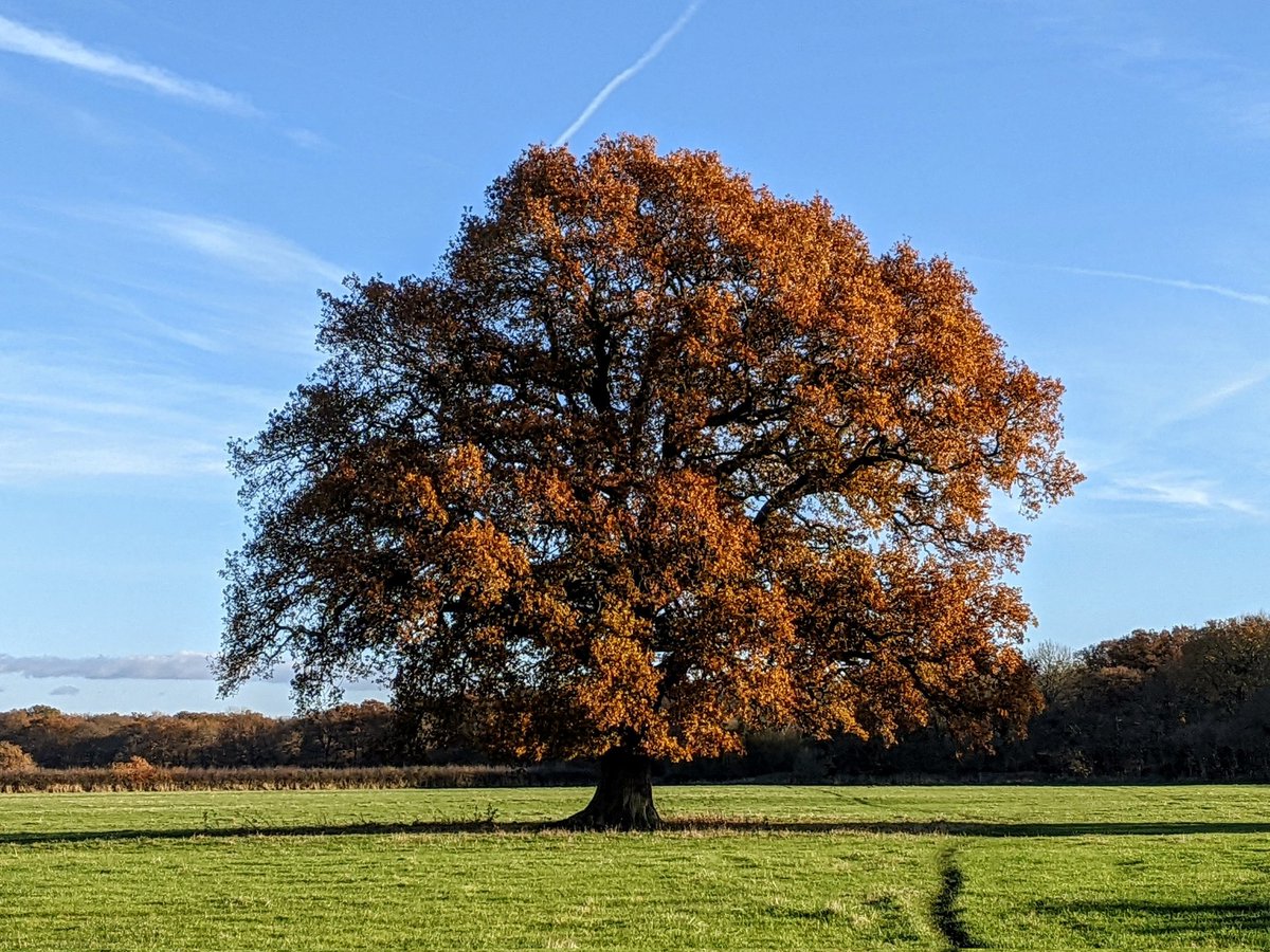 We did it! 
Three years we've been visiting this #EnglishOak and this is the first time we've managed to catch it with its golden crown. 
It's the most beautiful tree ever.