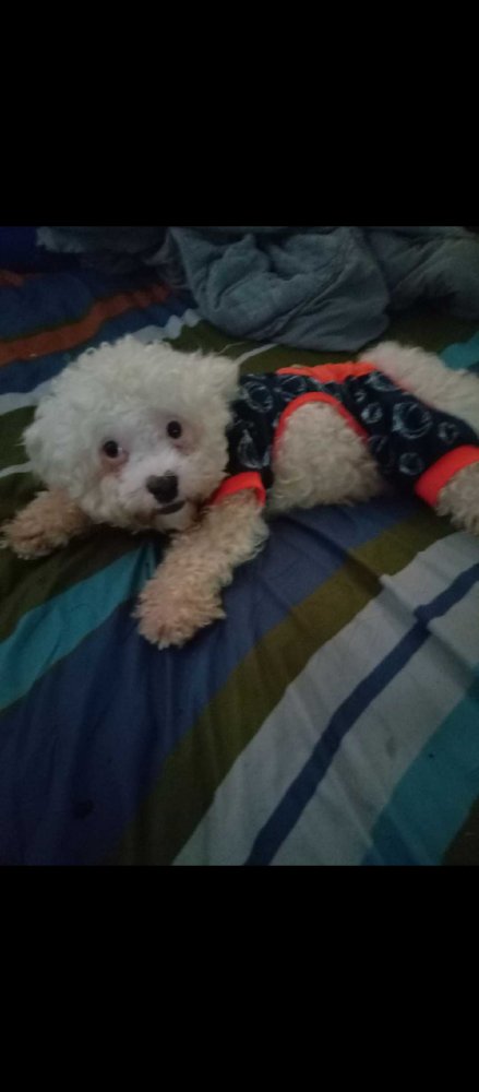 TAHTAH IS MISSING IN THE BRONX: Last seen at East 183rd street and The Concourse, wearing an orange shirt. If you've seen or found him please go here: lostmydoggie.com/details.cfm?pe… and/or phone 877-818-0060 and PLEASE RT TAHTAH!