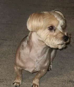 KeithOlbermann's tweet image. MILO IS MISSING IN BROOKLYN: Last seen at Bedford Ave and Montgomery St near the Ebbets Field Apartments. He's 18 pounds and chipped: 985112011366220. If you've seen or found him please call 888-466-3242 and PLEASE RT MILO!