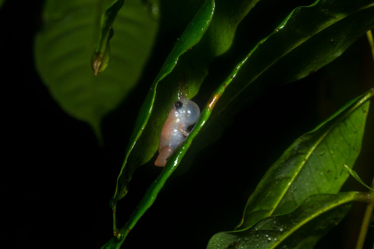 gHerpetologico's tweet photo. Todo un éxito nuestra visita al PNN #Utria y el trabajo con @ParquesColombia para conocer la herpetofauna del parque. Vimos muchas cosas pero sigue faltando mucho más!. Aquí el equipo de trabajo y algunos fabulosos encuentros. https://t.co/rAg3mgtBHf