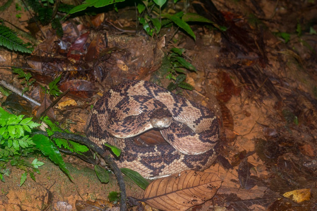 gHerpetologico's tweet photo. Todo un éxito nuestra visita al PNN #Utria y el trabajo con @ParquesColombia para conocer la herpetofauna del parque. Vimos muchas cosas pero sigue faltando mucho más!. Aquí el equipo de trabajo y algunos fabulosos encuentros. https://t.co/rAg3mgtBHf